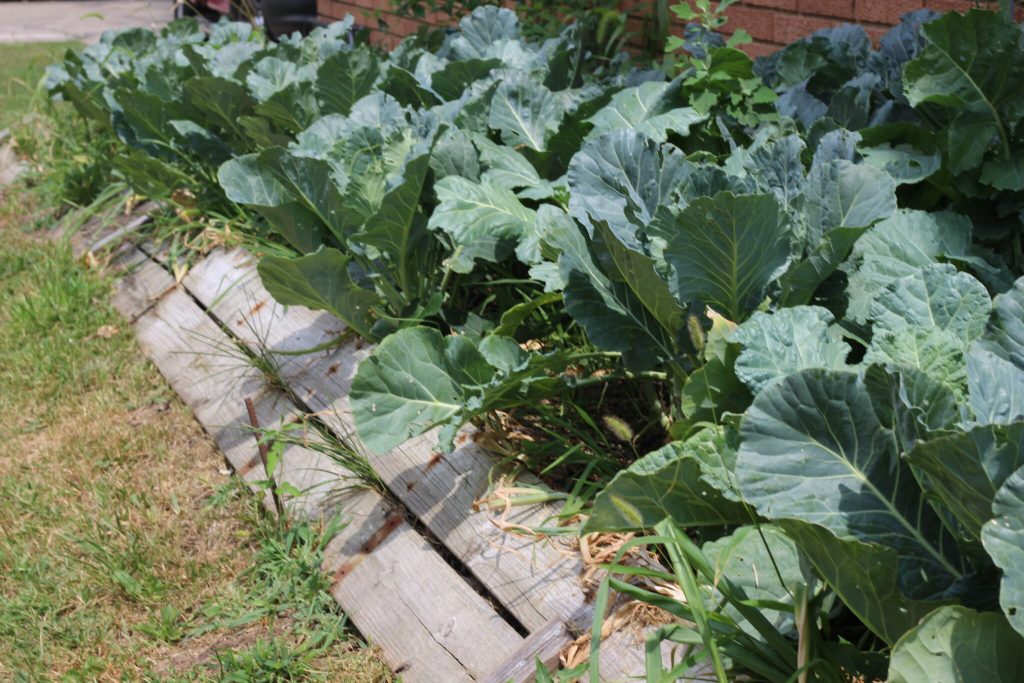 collard greens 2048x1365